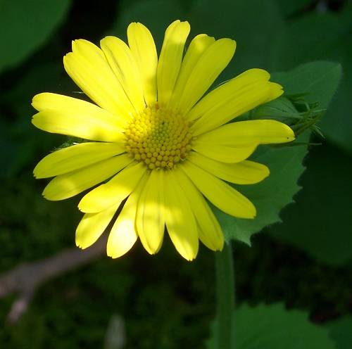 leopardsbane doronicum detail