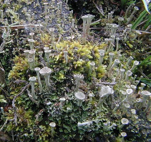 Cladonia lichen