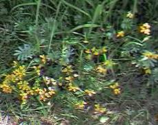 Birdsfoot trefoil