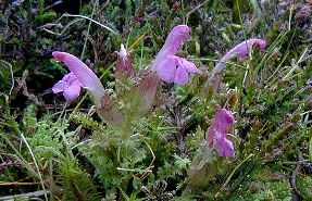 Heath Lousewort