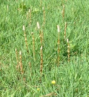 Horsetail