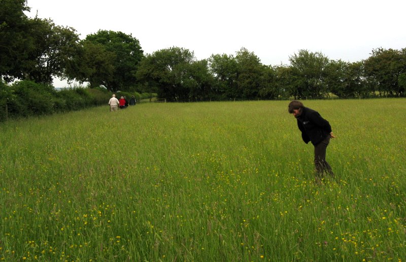 Meadow