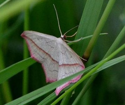 Blood-vein moth