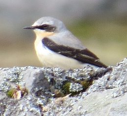 male wheatear Oenanthe oenanthe