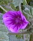 Malva sylvestris