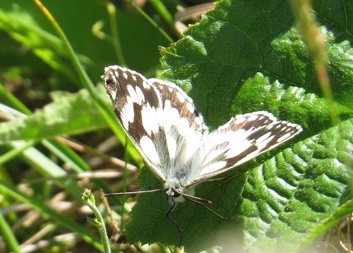 Marbled white butterfly