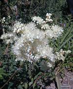 Meadowsweet detail