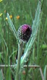 Meadow Thistle