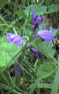 Common Milkwort