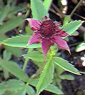 Marsh Cinquefoil