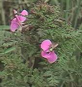 Marsh Lousewort