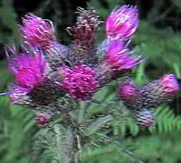 Marsh Thistle