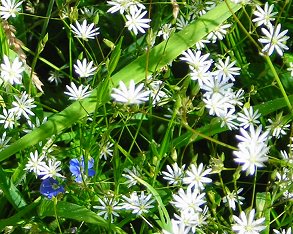 stitchwort and speedwell