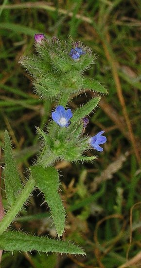 bugloss (Anchusa arvensis)