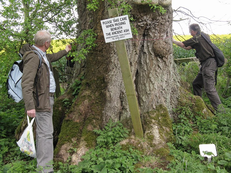 Ancient ash tree