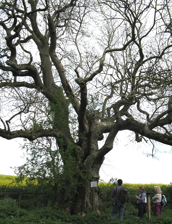 Ancient ash tree