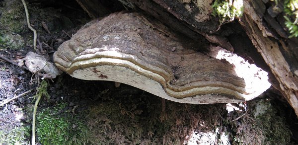 Bracket fungus