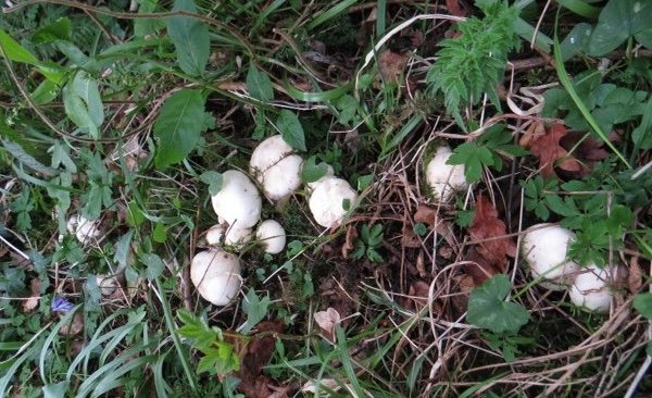 St. George's Mushroom