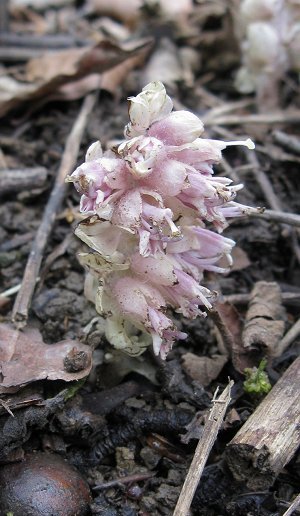 Toothwort Lathraea squamaria