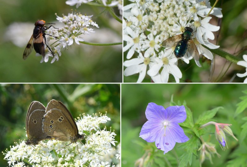 insects and cranesbill flower