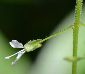 Enchanter's nightshade detail