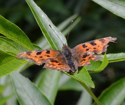 Comma butterfly