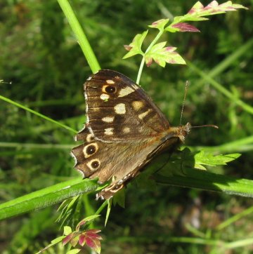 Speckled wood butterfly