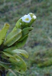 Myosotis stolonifera