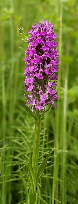 Northern marsh orchid