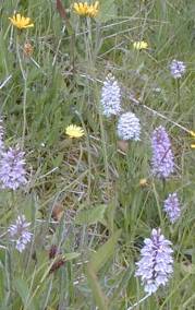 orchids and Leontodon