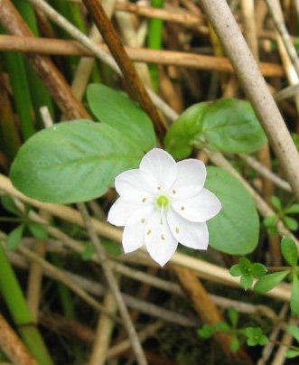 Chickweed wintergreen