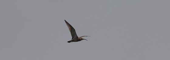 Flying curlew