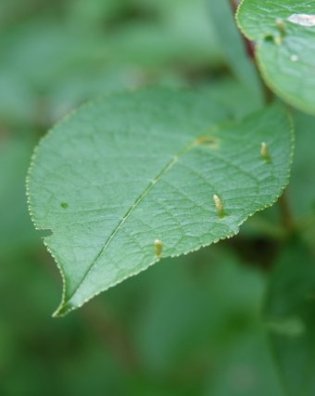 Gall on bird cherry leaf, probably Phyllocoptes eupadi