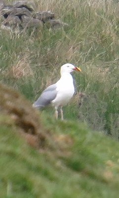 Herring gull