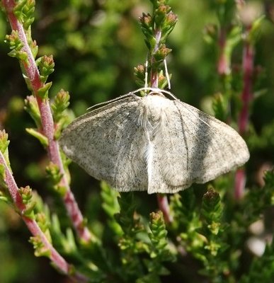 Smokey Wave moth