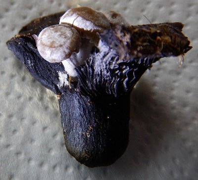 Piggyback fungus Asterophora lycoperdoides detail