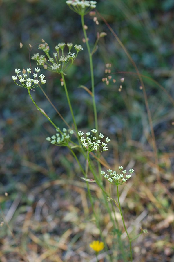 Pepper saxifrage Silaum silaus