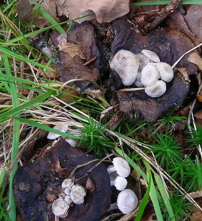 Piggyback fungus Asterophora lycoperdoides