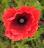 Poppy
