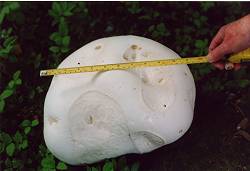 Giant puffball