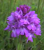 pyramidal orchid