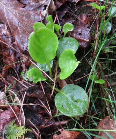 chickweed wintergreen Pyrola media