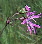 Ragged robin