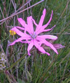 ragged robin