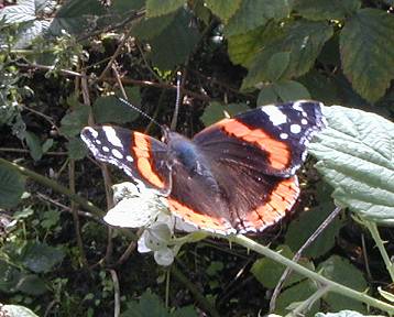 red admiral Vanessa atalanta