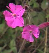 Red Campion