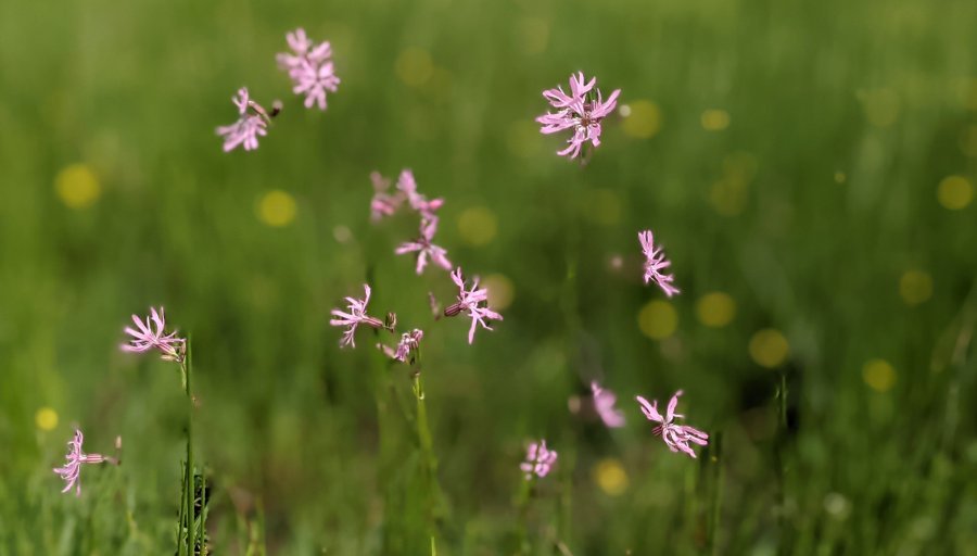 Ragged Robin