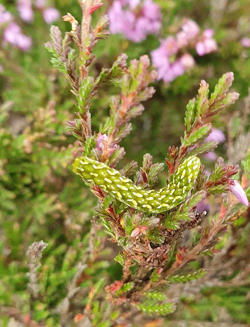 Beautiful Yellow Underwing caterpillar