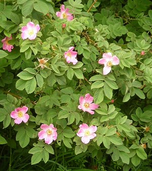 Downy rose Rosa mollis