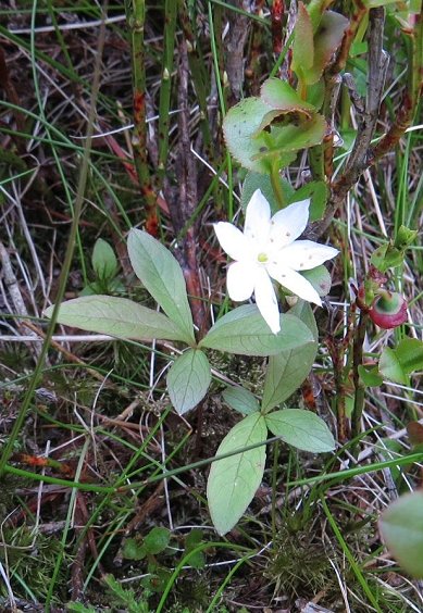 chickweed wintergreen Trientalis europaea